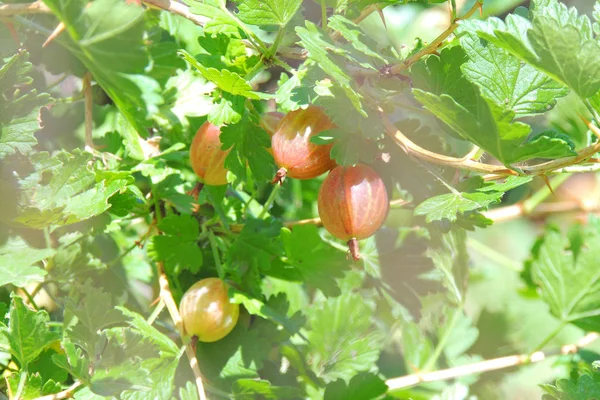 Ribes rosso su un cespuglio — Foto Stock