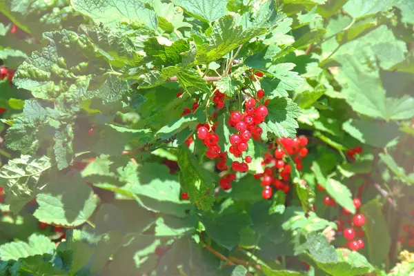 茂みの上の赤いスグリ — ストック写真