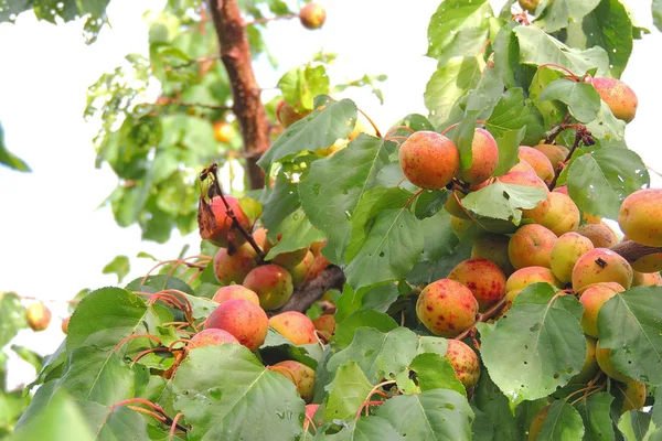 Meruňky na stromě — Stock fotografie
