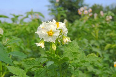 Colorado Patates böceği