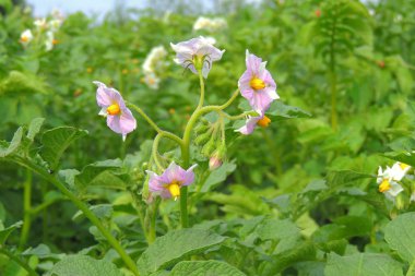 Colorado Patates böceği