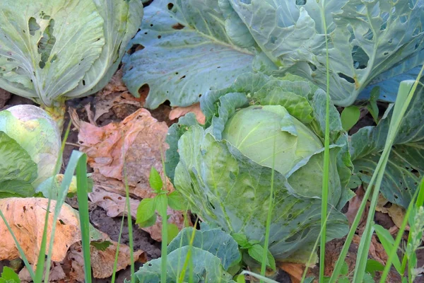 Kål i trädgården — Stockfoto