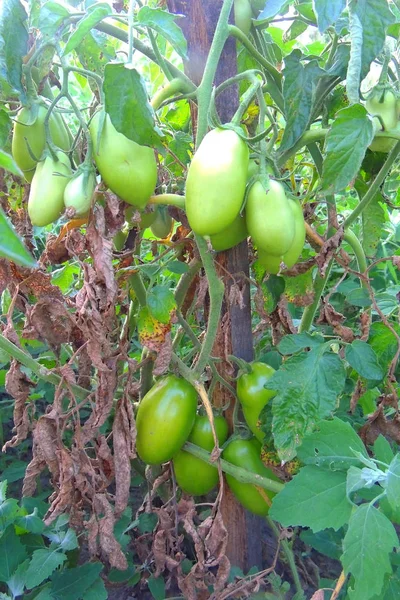 Спелые помидоры в саду — стоковое фото