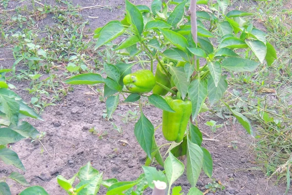 Pimenta no jardim — Fotografia de Stock