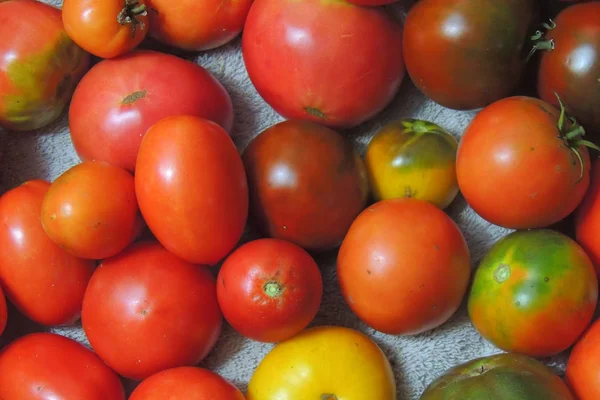 Tomates vermelhos e amarelos — Fotografia de Stock