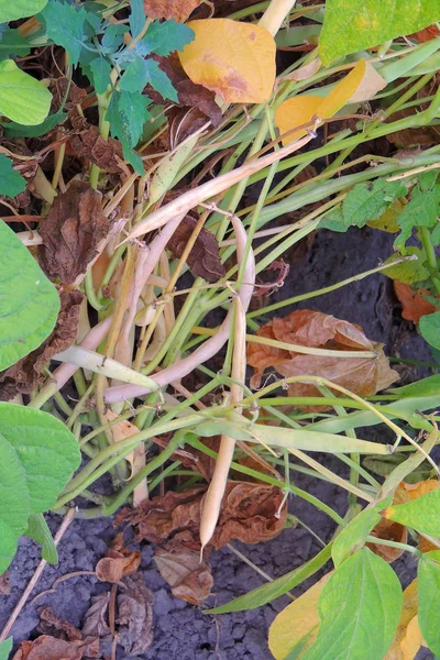 Beans in the garden — Stock Photo, Image