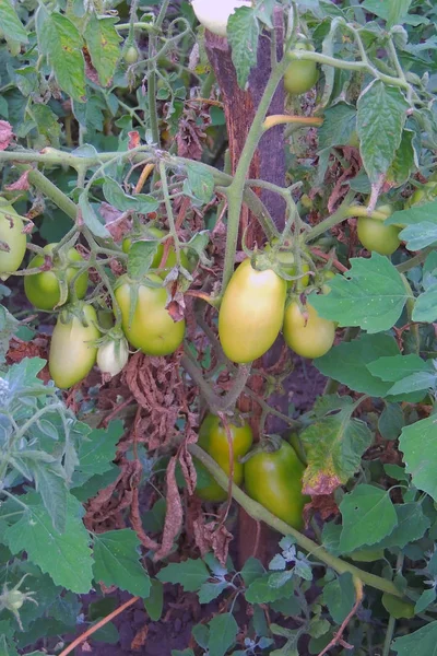Tomates maduros no jardim — Fotografia de Stock