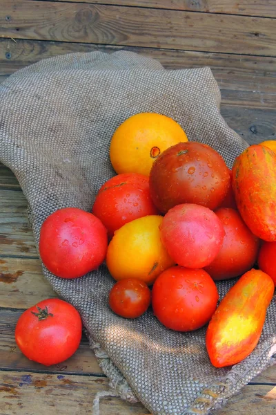 Red and yellow tomatoes — Stock Photo, Image