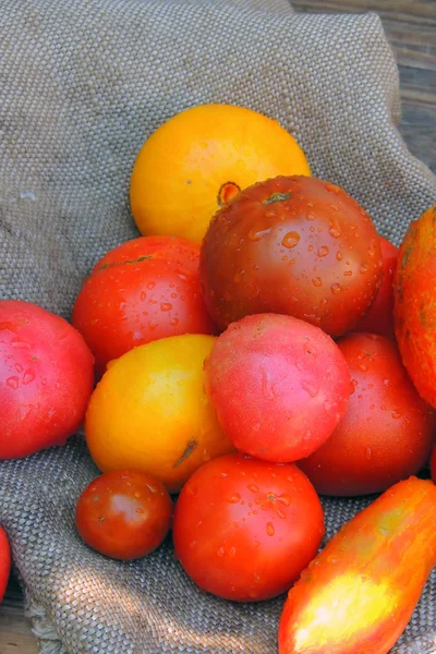 Красные и желтые помидоры — стоковое фото