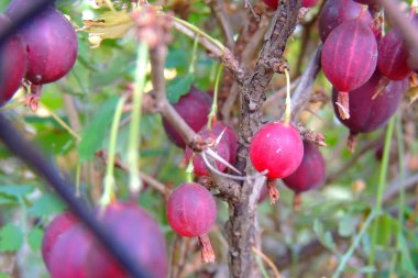 Kırmızıkuşüzümü çalıların üzerinde