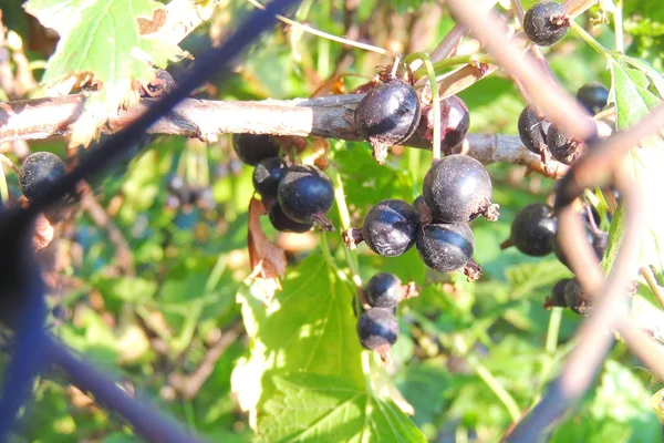 Ribes rosso su un cespuglio — Foto Stock