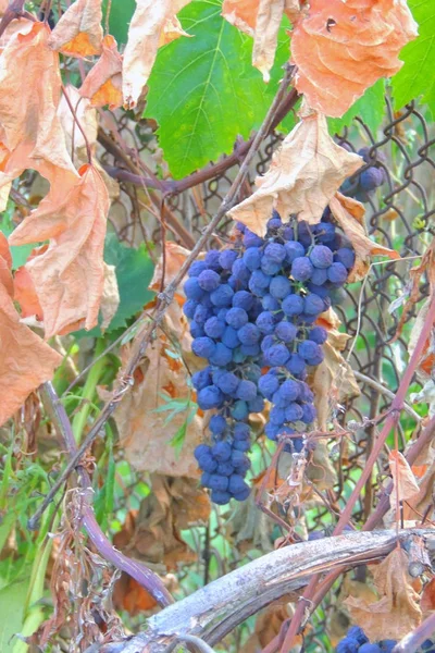 Szőlő a szőlőültetvényen — Stock Fotó