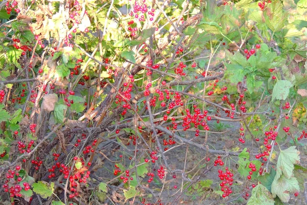 Grosella roja en un arbusto —  Fotos de Stock