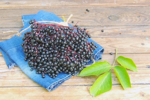 Elderberry on a branch — стоковое фото