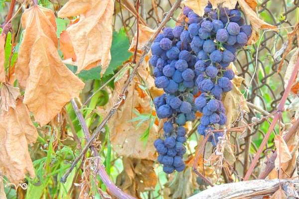 Vinstockar i vingården — Stockfoto