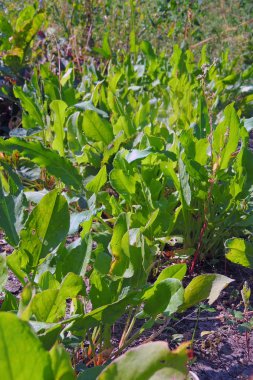 Kuzukulağı bahçede