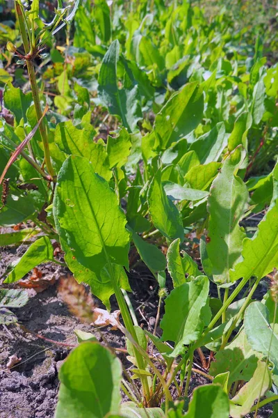 Kuzukulağı bahçede