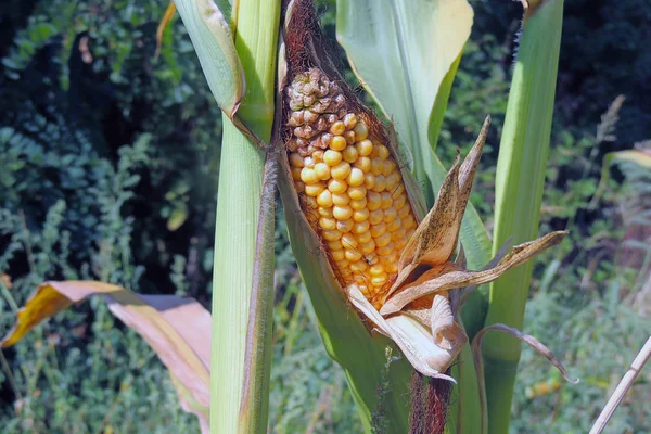 Corn in the garden — Stock Photo, Image