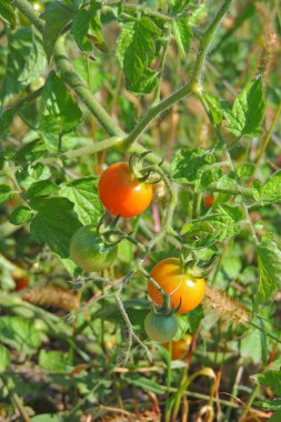Bahçede olgun domatesler