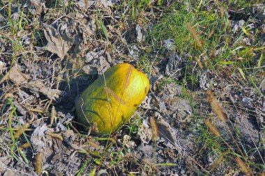 bahçede squash