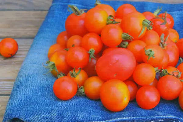 Tomates cereja na palma da sua mão — Fotografia de Stock