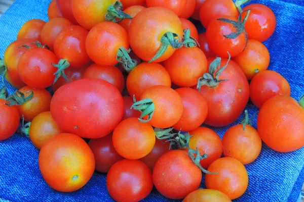 Tomates cereja na palma da sua mão — Fotografia de Stock