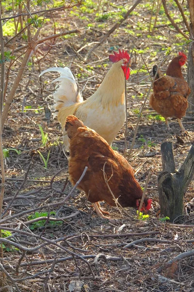 White chicken. village — Stock Photo, Image