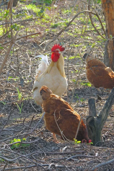 Weiße Hühner Gehen Hof Dorf — Stockfoto