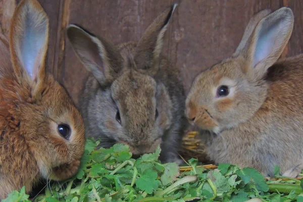 Landwirtschaft Kleine Kaninchen Käfigen Verarbeiten Fleisch — Stockfoto
