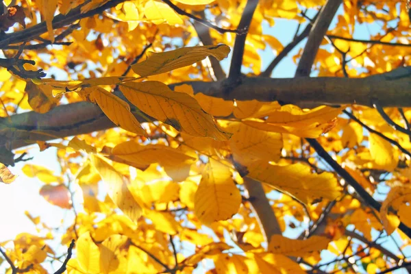 Ast Mit Herbstblättern Hintergrund Herbst — Stockfoto