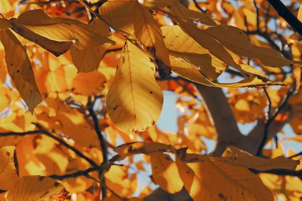 Ast Mit Herbstblättern Hintergrund Herbst — Stockfoto