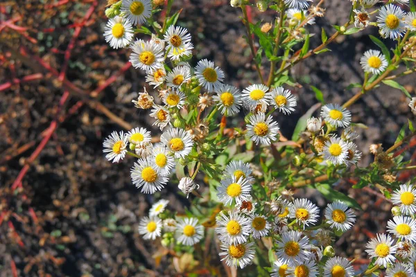 Ast Mit Herbstblättern Hintergrund Herbst — Stockfoto