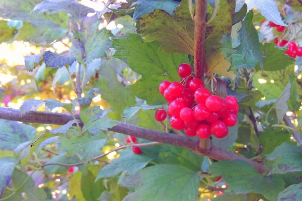 Bacche Rosse Viburno Con Gelo Bacche Viburnum Ricoperte Neve — Foto Stock