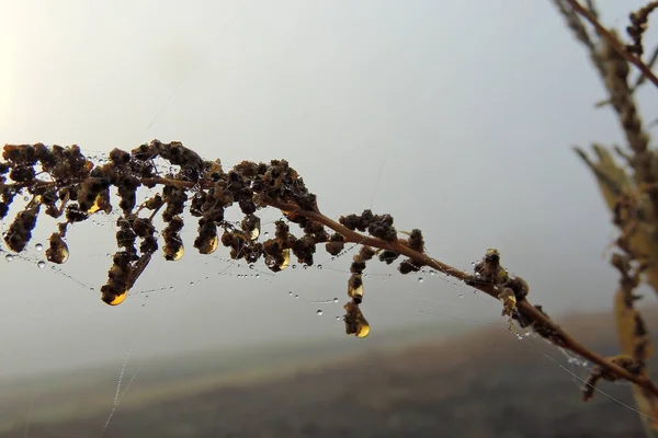 Słońce Deszczu Kropli Deszczu Dachu Trawy Zielonym Tle — Zdjęcie stockowe