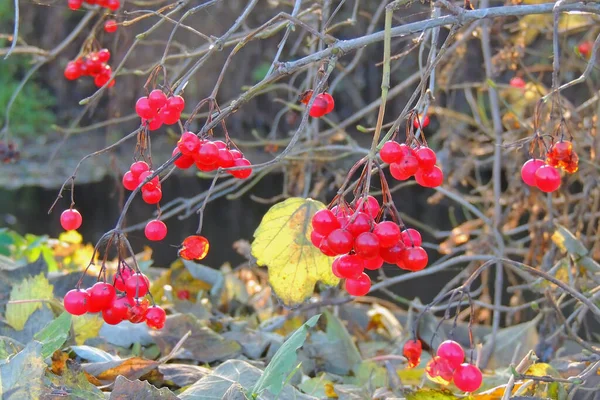 红色的维伯纳姆浆果加黄霜 被雪覆盖的越橘 — 图库照片