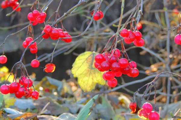 Bacche Rosse Viburno Con Gelo Bacche Viburnum Ricoperte Neve — Foto Stock