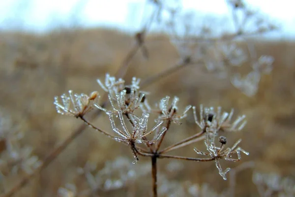 Bild Hösten Isigt Gräs Frostat Gräs Frostiga Blad Frostig Morgon — Stockfoto
