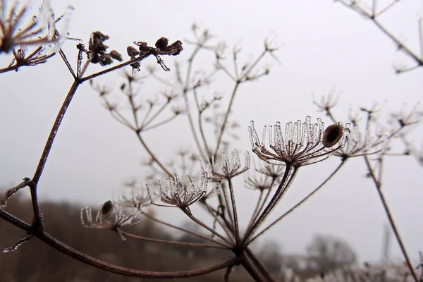 Bild Hösten Isigt Gräs Frostat Gräs Frostiga Blad Frostig Morgon — Stockfoto