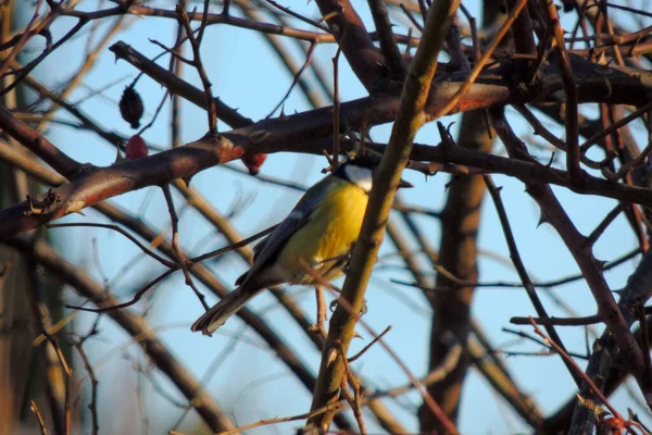 Teta Comiendo Pan Una Rama Parque Invierno Pájaro — Foto de Stock