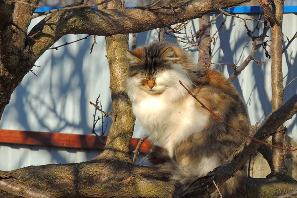 Detail Aus Dem Gesicht Einer Gestromten Katze Mit Leuchtend Gelben — Stockfoto