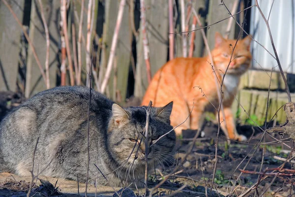 Detail Van Het Gezicht Van Een Kat Met Felgele Ogen — Stockfoto