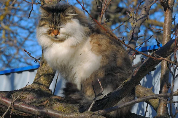 Detail Aus Dem Gesicht Einer Gestromten Katze Mit Leuchtend Gelben — Stockfoto