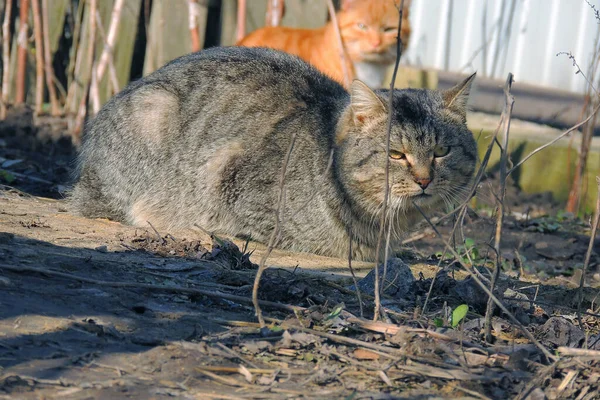 Detail Aus Dem Gesicht Einer Gestromten Katze Mit Leuchtend Gelben — Stockfoto