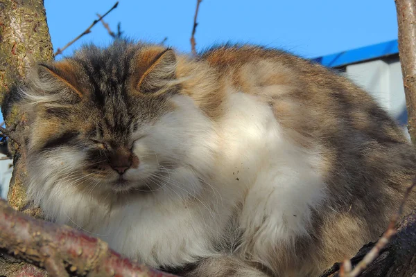 タビー猫の顔の詳細は 明るい黄色の目で 背景の黄色の色調 — ストック写真