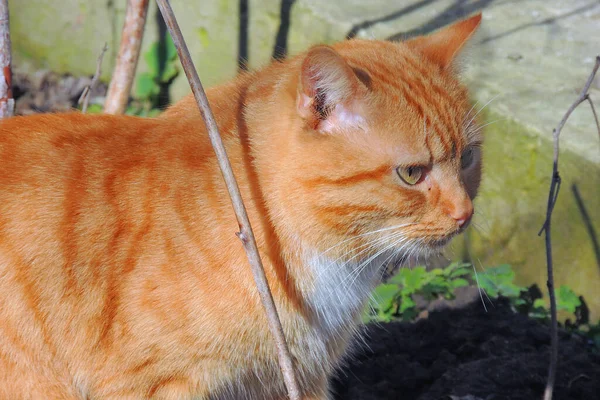 Detail Aus Dem Gesicht Einer Gestromten Katze Mit Leuchtend Gelben — Stockfoto