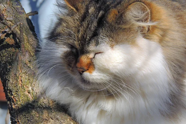 Detail Aus Dem Gesicht Einer Gestromten Katze Mit Leuchtend Gelben — Stockfoto