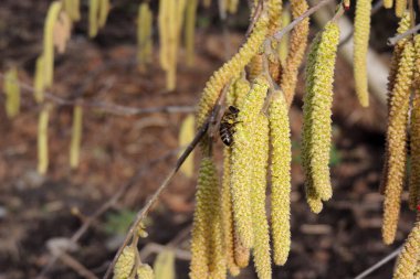 Sonbahar yapraklı ağaç dalı. Sonbahar arkaplanı.