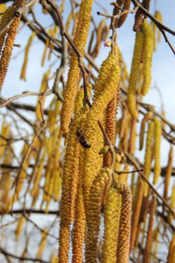 Sonbahar yapraklı ağaç dalı. Sonbahar arkaplanı.
