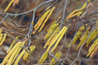 Sonbahar yapraklı ağaç dalı. Sonbahar arkaplanı.