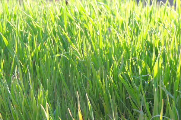 Close Fresh Thick Grass Water Drops Early Morning — Stock Photo, Image